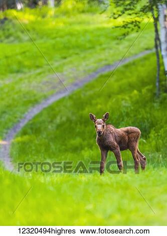 Stock Photograph - Animals. Fotosearch