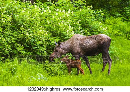 Stock Photograph - Animals. Fotosearch