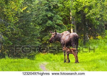 Animals View Large Photo Image Stock Photograph - Animals. Fotosearch