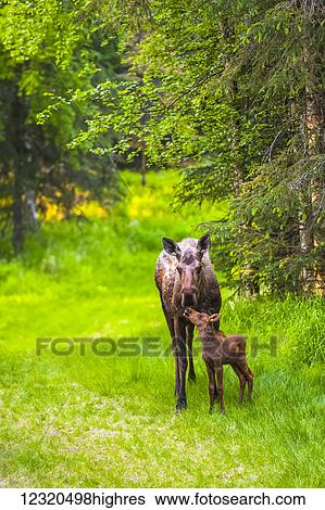 Stock Photograph - Animals. Fotosearch