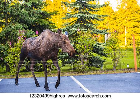 Stock Photograph - Animals. Fotosearch