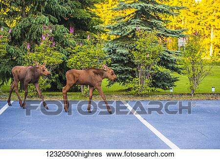 Stock Photograph - Animals. Fotosearch