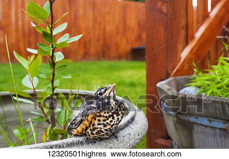 Stock Photograph - Animals. Fotosearch