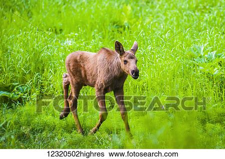 Stock Photograph - Animals. Fotosearch