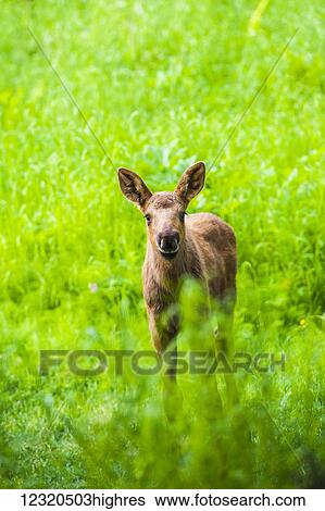 Stock Photograph - Animals. Fotosearch