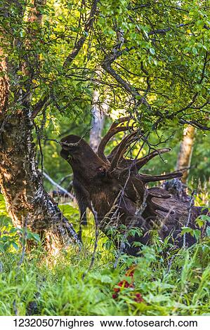 Stock Photograph - Animals. Fotosearch