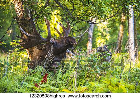 Animals View Large Photo Image Stock Photograph - Animals. Fotosearch