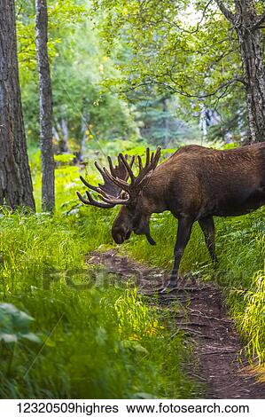 Animals View Large Photo Image Stock Photograph - Animals. Fotosearch