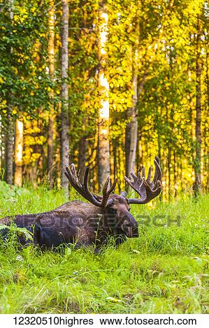 Animals View Large Photo Image Stock Photograph - Animals. Fotosearch