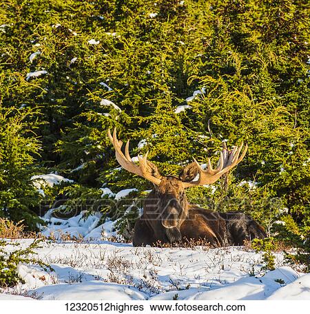 Stock Photograph - Animals. Fotosearch