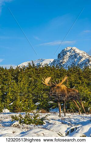 Stock Photograph - Animals. Fotosearch