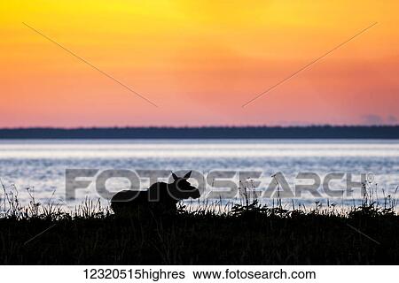 Stock Photograph - Animals. Fotosearch