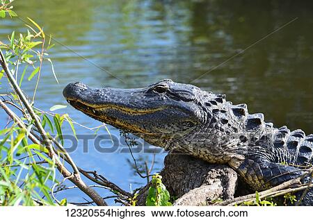 Stock Photograph - Animals. Fotosearch