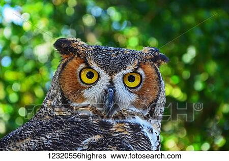 Animals View Large Photo Image Stock Photograph - Animals. Fotosearch