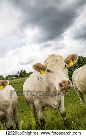 Stock Photograph - Animals. Fotosearch