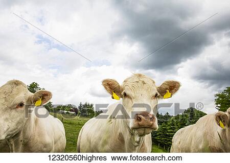 Stock Photograph - Animals. Fotosearch
