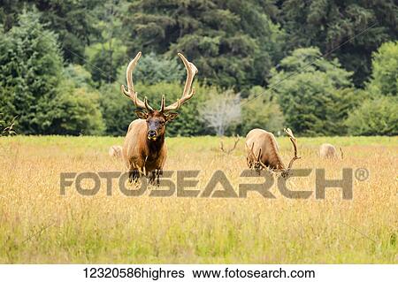 Animals View Large Photo Image Stock Photograph - Animals. Fotosearch