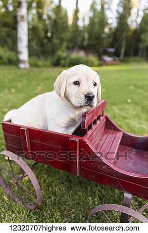 Stock Photograph - Animals. Fotosearch