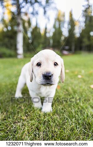 Stock Photograph - Animals. Fotosearch