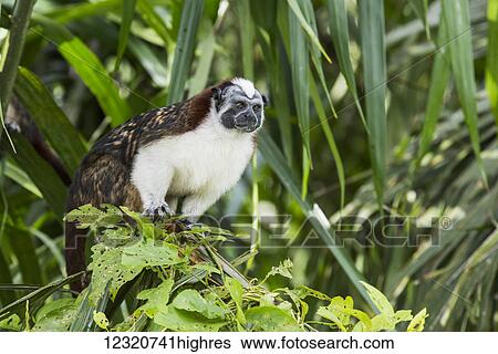 Stock Photograph - Animals. Fotosearch