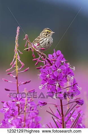 Stock Photograph - Animals. Fotosearch