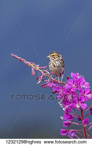 Stock Photograph - Animals. Fotosearch