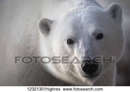 Animals View Large Photo Image Stock Photograph - Animals. Fotosearch