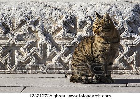 Animals View Large Photo Image Stock Photograph - Animals. Fotosearch