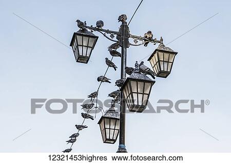 Animals View Large Photo Image Stock Photograph - Animals. Fotosearch