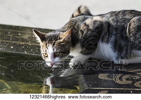 Stock Photograph - Animals. Fotosearch