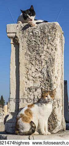 Stock Photograph - Animals. Fotosearch