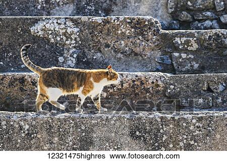 Animals View Large Photo Image Stock Photograph - Animals. Fotosearch