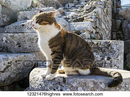 Stock Photograph - Animals. Fotosearch