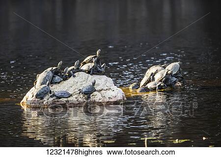 Stock Photograph - Animals. Fotosearch
