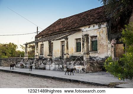 Animals View Large Photo Image Stock Photograph - Animals. Fotosearch