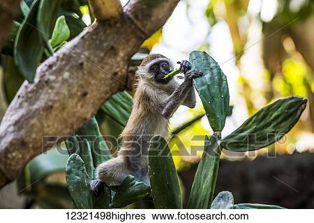 Stock Photograph - Animals. Fotosearch