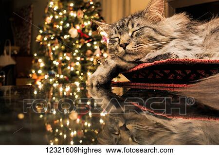 Stock Photograph - Animals. Fotosearch