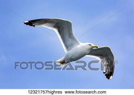 Stock Photograph - Animals. Fotosearch