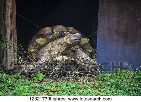 Stock Photograph - Animals. Fotosearch