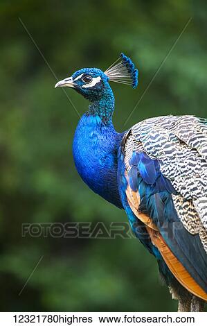 Stock Photograph - Animals. Fotosearch
