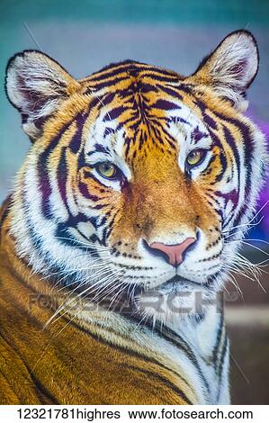 Stock Photograph - Animals. Fotosearch