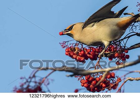 Stock Photograph - Animals. Fotosearch