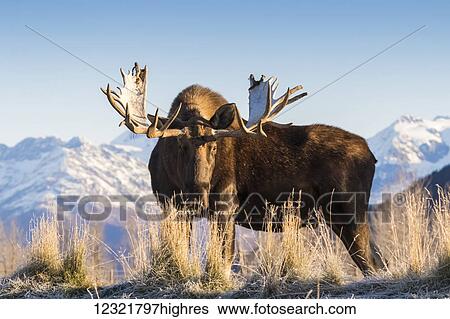 Stock Photograph - Animals. Fotosearch