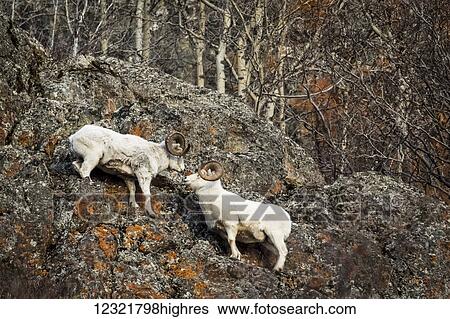Stock Photograph - Animals. Fotosearch