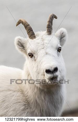 Stock Photograph - Animals. Fotosearch