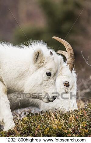 Stock Photograph - Animals. Fotosearch