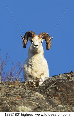Stock Photograph - Animals. Fotosearch