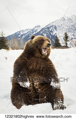 Stock Photograph - Animals. Fotosearch
