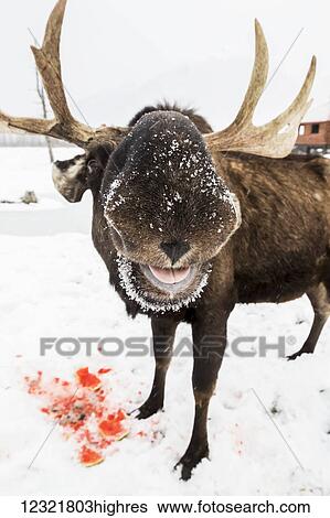 Stock Photograph - Animals. Fotosearch