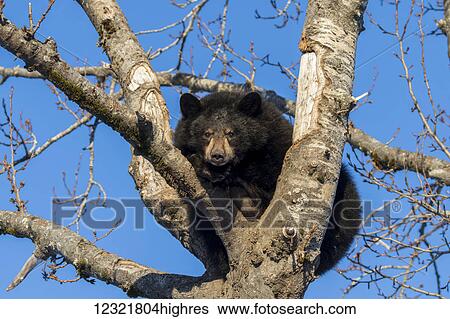 Stock Photograph - Animals. Fotosearch